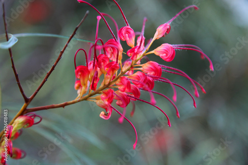 Closeup of pink and yellow Grevillea flower located in Queensland, Australia photo