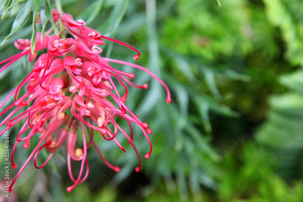 Closeup of pink and yellow Grevillea flower located in Queensland, Australia Closeup of pink and yellow Grevillea flower located in Queensland, Australia