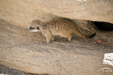 kit meerkat baby