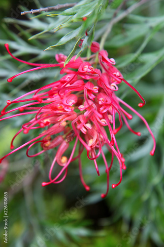 Closeup of pink and yellow Grevillea flower located in Queensland, Australia photo