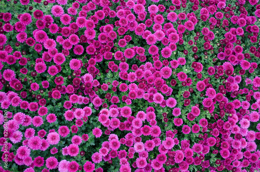 Mulltilobe purple chrysanthemums blooming in the fall in a park. Mulltilobe purple chrysanthemums blooming in the fall in a park.