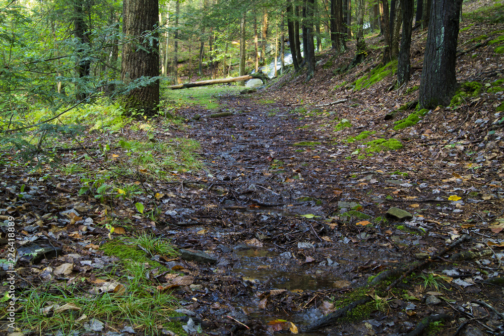 Woodland Landscape, Path Leading To Waterfalls Woodland Landscape, Path Leading To Waterfalls