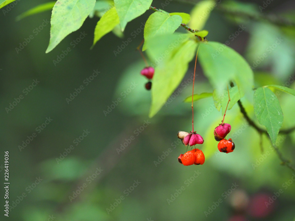 Pink flowers with orange seeds of euonymus europaeus or spindle, deciduous shrub. Celastraceae
