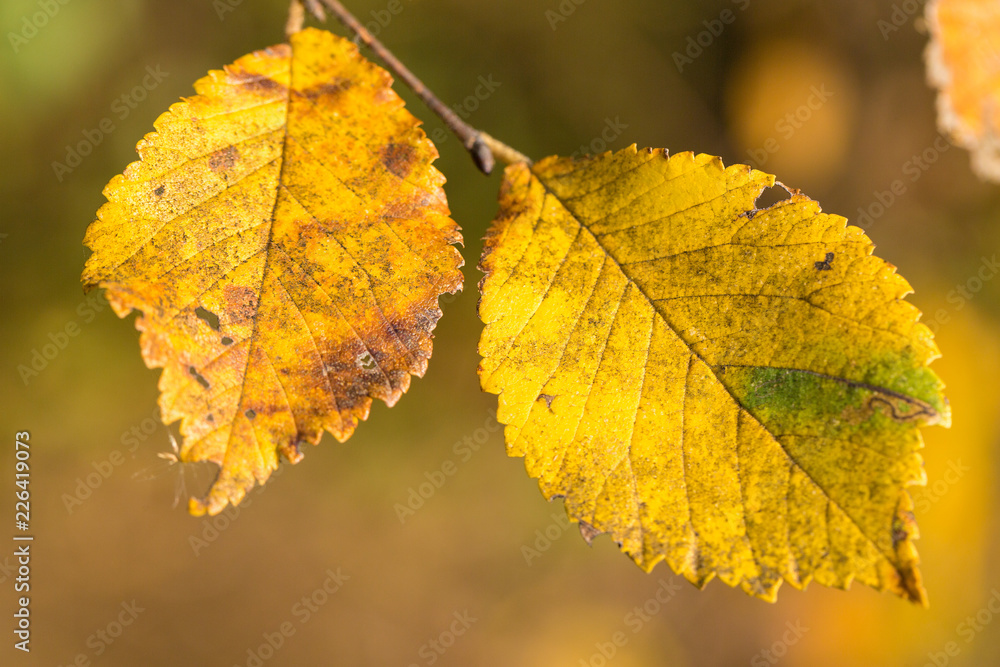 Red and Orange Autumn Leaves Background, Golden autumn in warm colors Red and Orange Autumn Leaves Background, Golden autumn in warm colors