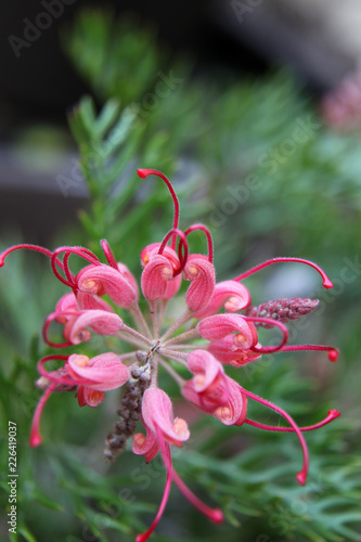 Closeup of pink and yellow Grevillea flower located in Queensland, Australia photo