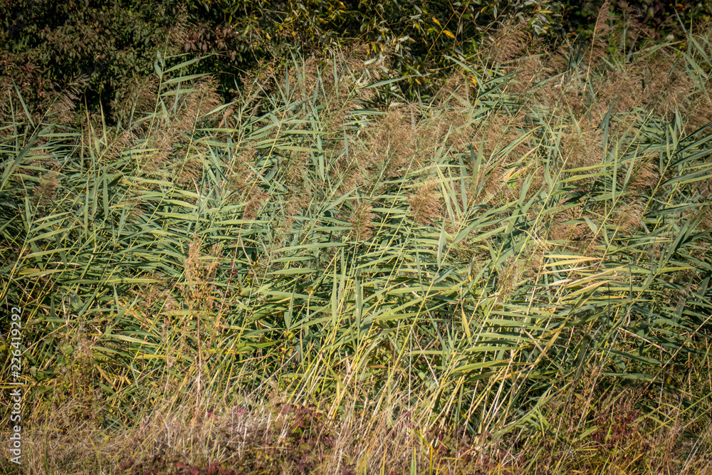 Schilfgras Schilfgras
