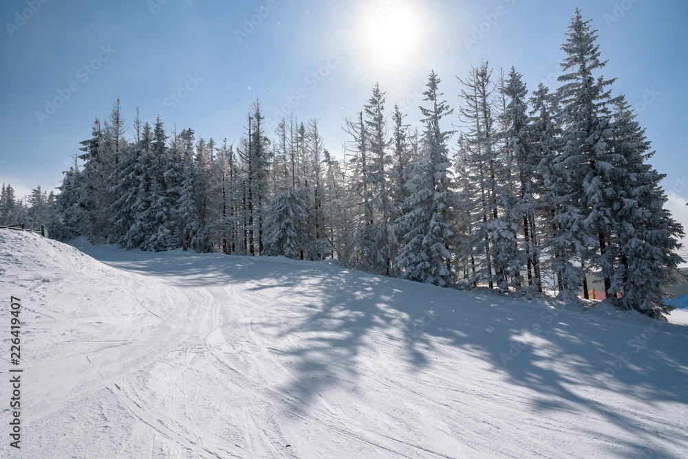 Obraz premium Trees in winter