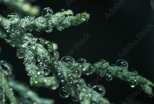 water drops on green leaf2 photo