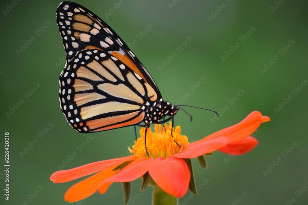 Obraz premium National Botanical Gardens