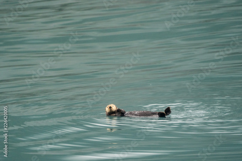 Cute sea otter floating on his back in teal water in Resurrection Bay in Kenai Fjords National Park