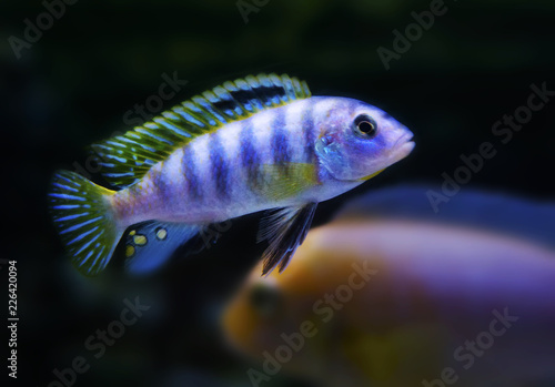Yellow Fin blue stripped Cichlids