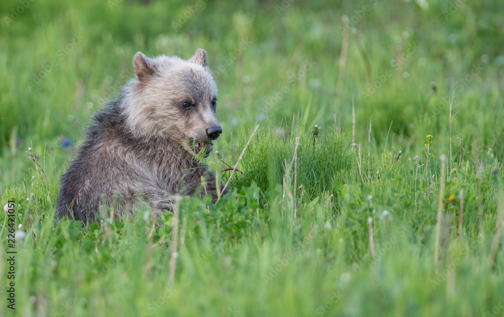Fototapeta premium Grizzly bear