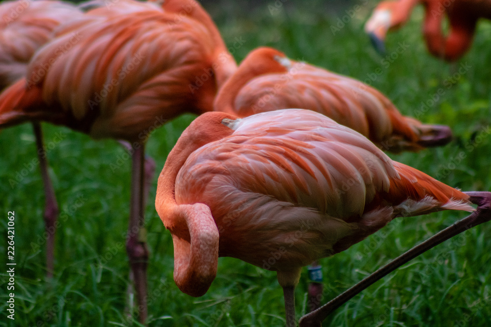 Caribbean flamingo Caribbean flamingo