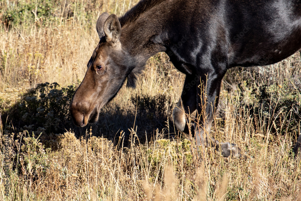Fototapeta premium A moose goes to her knees to eat brush