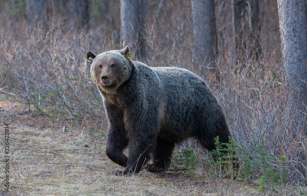 Fototapeta premium Grizzly bear