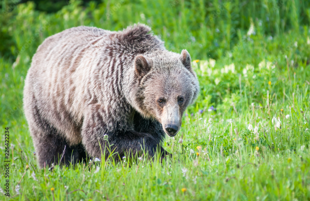 Fototapeta premium Grizzly bear