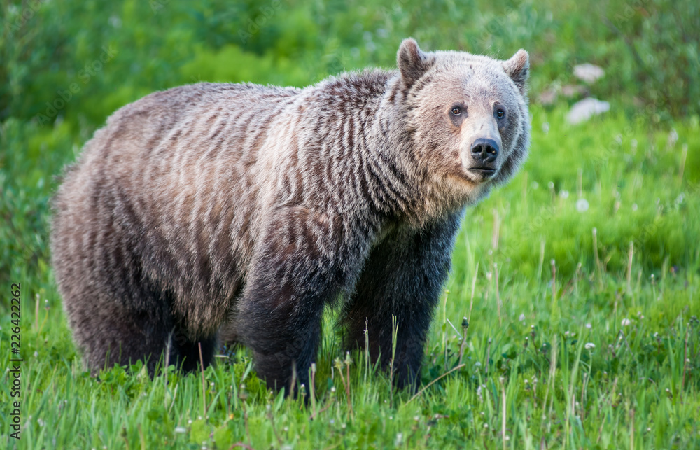 Fototapeta premium Grizzly bear