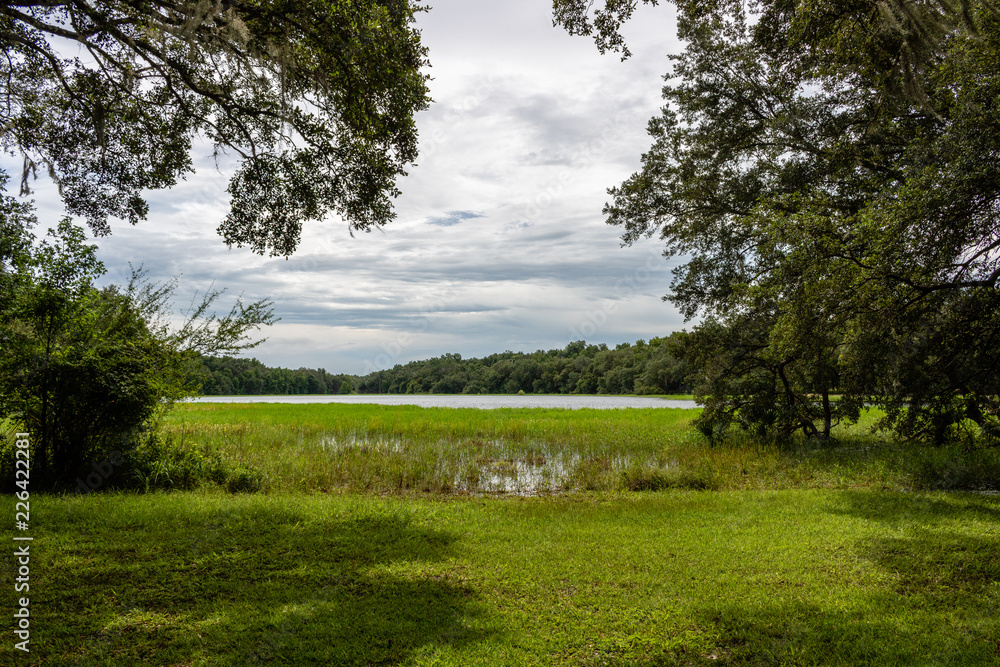 landscape with trees and cloudy sky