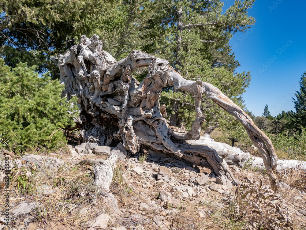 The over-turned roots of an ancient tree