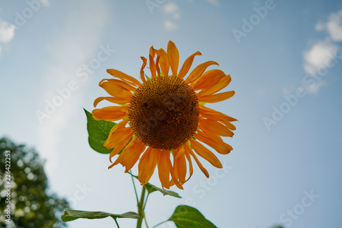 Fototapeta Naklejka Na Ścianę i Meble -  Sunflower Up-close