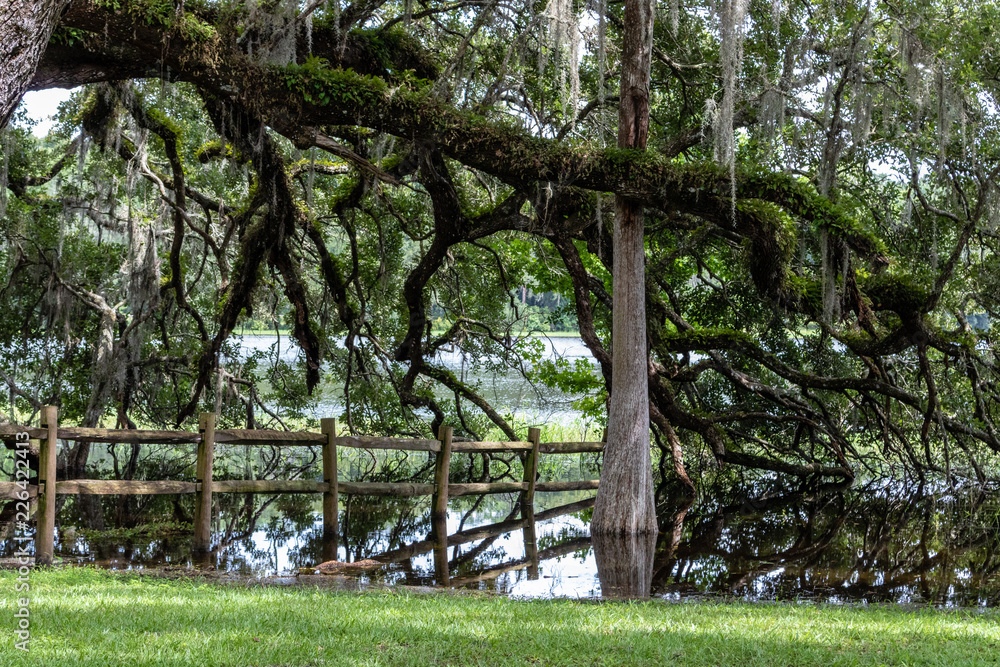 Obraz premium Gnarled old tree
