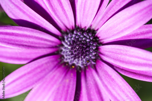 purple flower close up