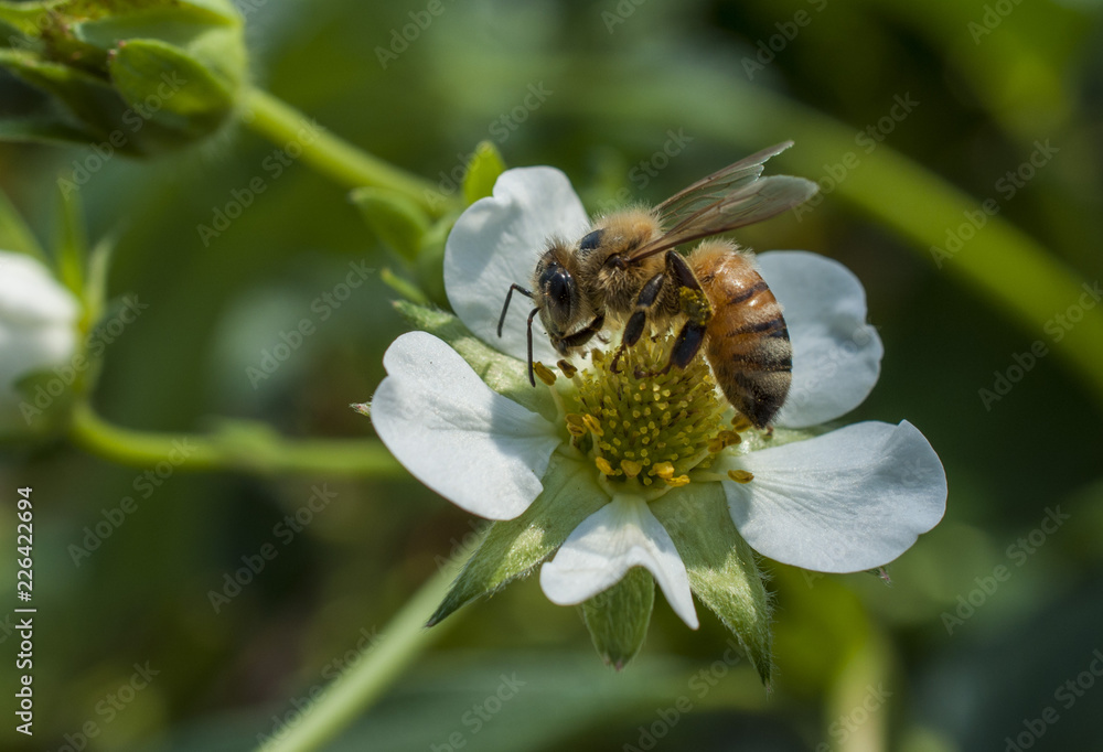 Honey bee flowers Honey bee flowers