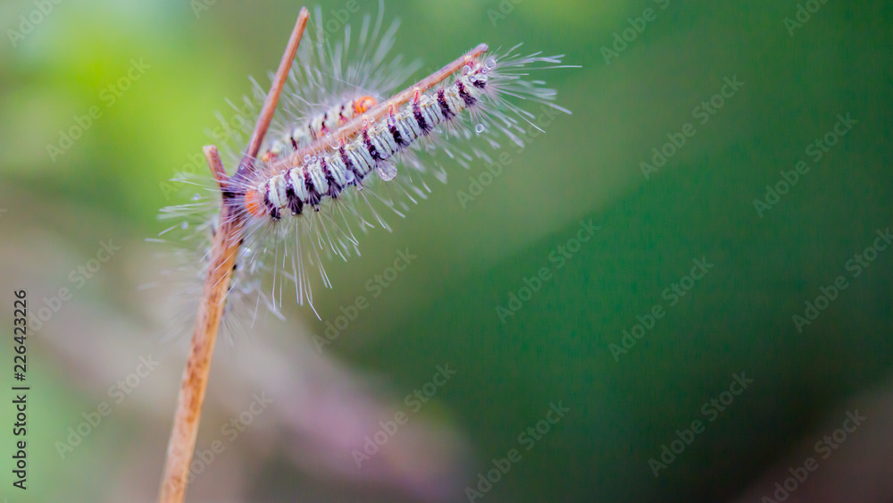 striped caterpillar with green background in nature striped caterpillar with green background in nature