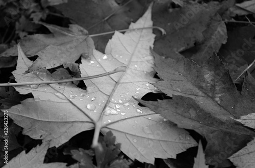 Fallen Leaves © Symun