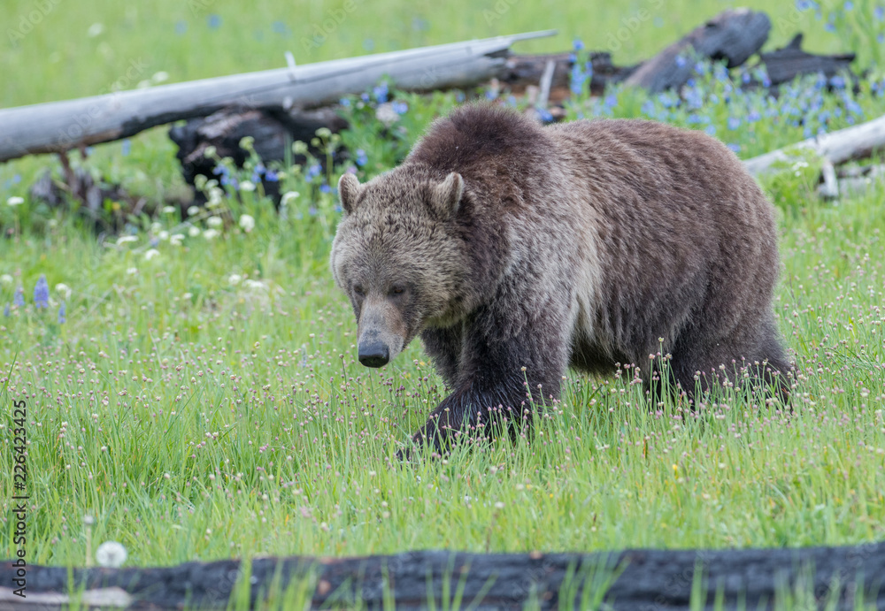 Obraz premium Grizzly bears in the wild