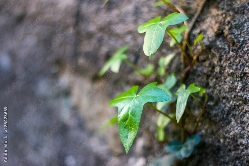 Green plant climbing wall Green plant climbing wall