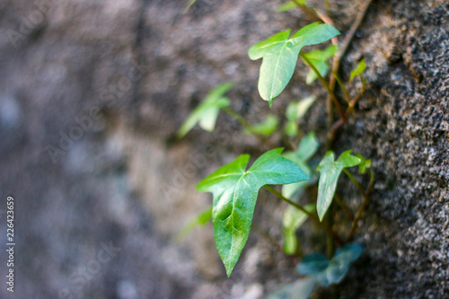 Green plant climbing wall