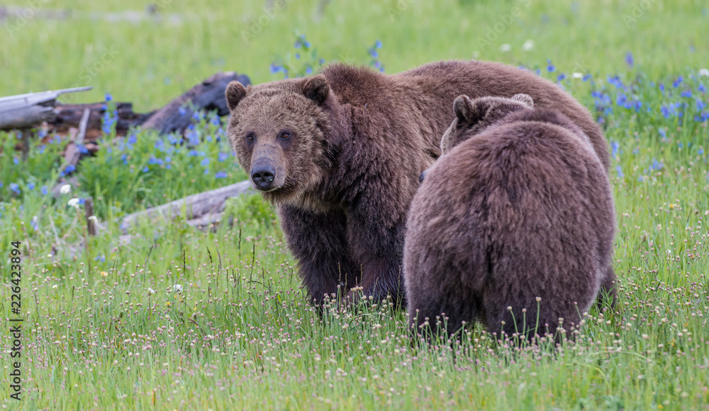 Fototapeta premium Grizzly bears in the wild