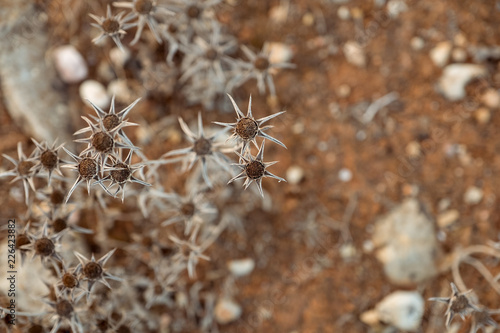 Dry flowers on ground