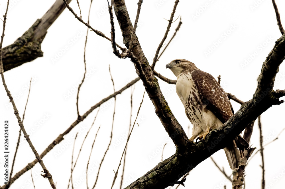 Red tailed hawk perched in a tree. Red tailed hawk perched in a tree.