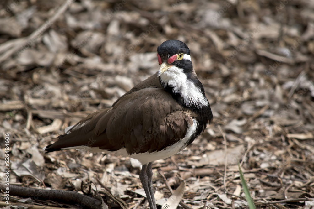 Fototapeta premium banded lapwing