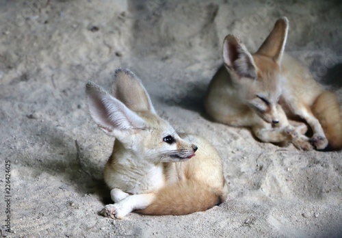 Billede på lærred The fennec fox or fennec (Vulpes zerda) is a small nocturnal fox found in the Sa