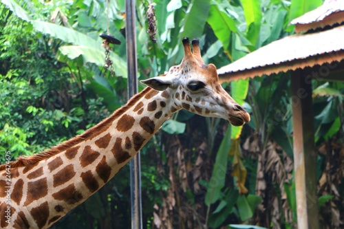 The giraffe  Giraffa  is a genus of African even-toed ungulate mammals  the tallest living terrestrial animals and the largest ruminants.