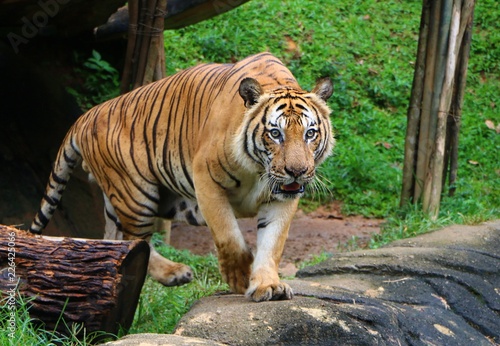 The tiger  Panthera tigris  is the largest cat species  most recognizable for its pattern of dark vertical stripes on reddish-orange fur with a lighter underside.