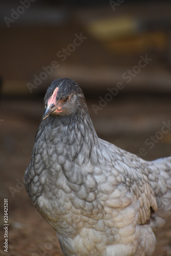 Black and Gray Chicken Close Up Portrait