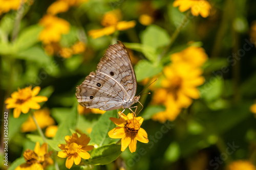 Wite peacock butterfly