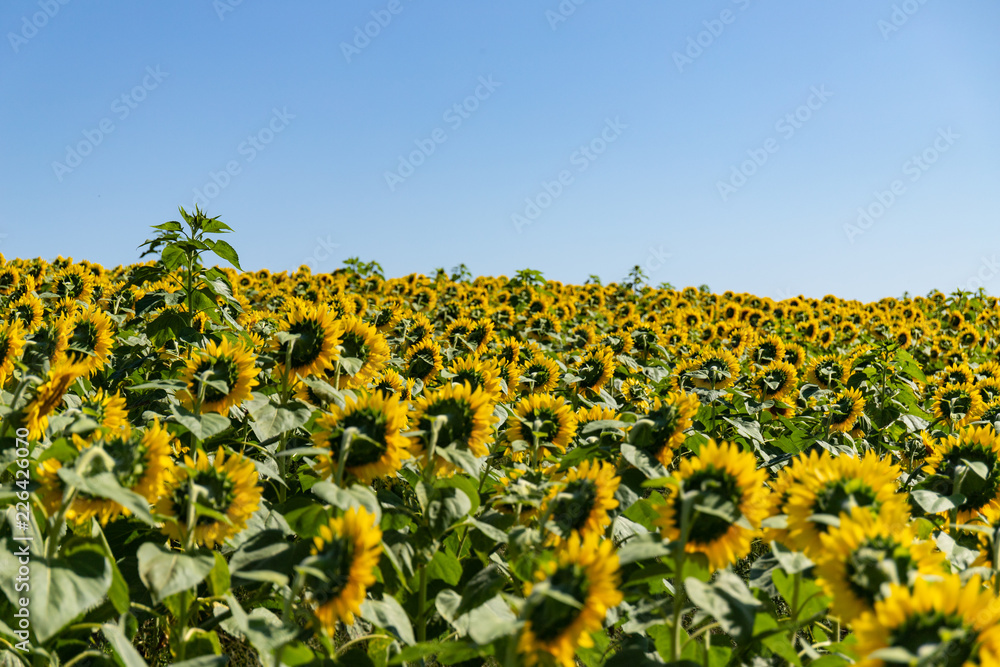 Fototapeta premium Sunflower field