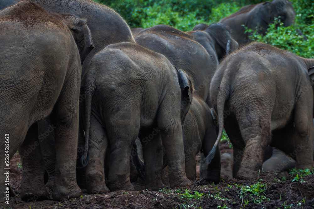 Fototapeta premium Elephants in jugle