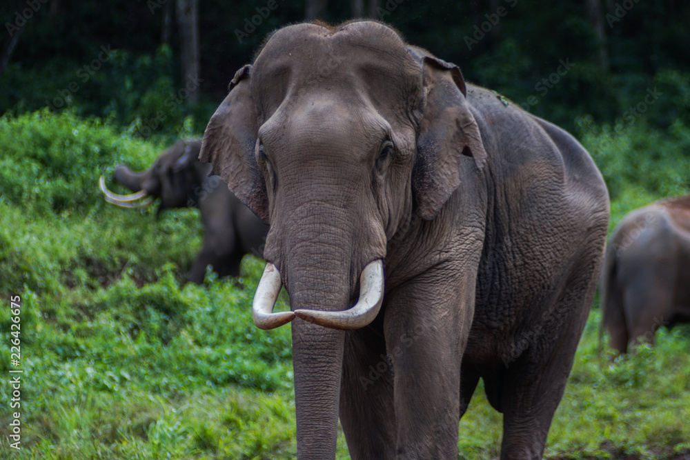 Fototapeta premium Elephants in jugle