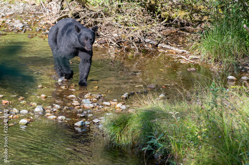 Coastal black bear