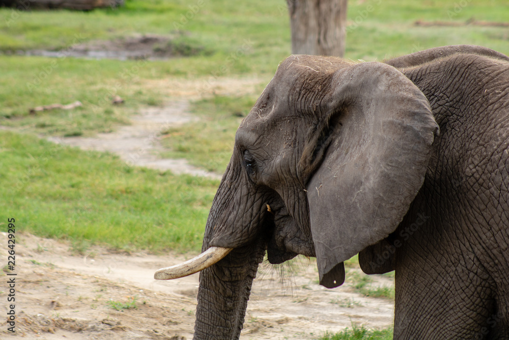 Fototapeta premium Elephant close up