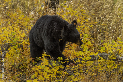 Black Bear in Fall Colors