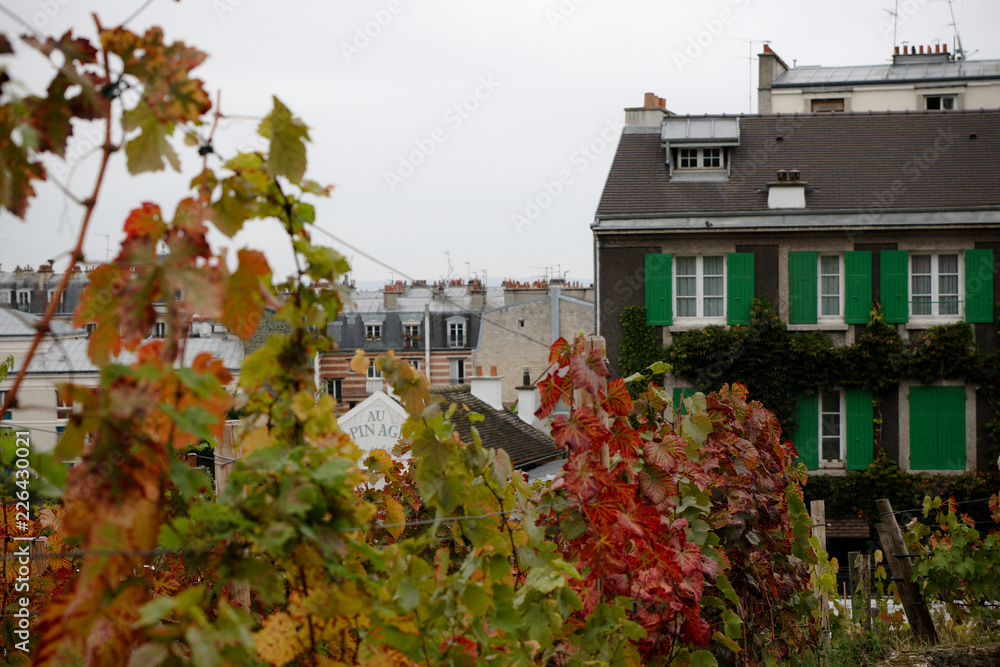autumn in the vineyard of Montmartre in Paris