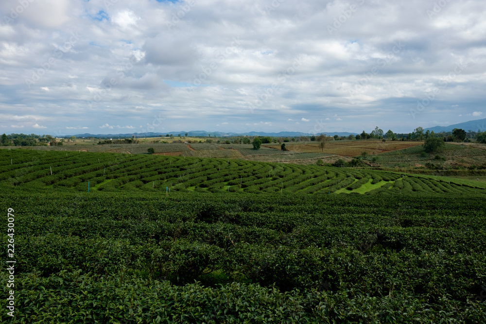 Tea plantation at Singha park, Chiang Rai, Thailand.