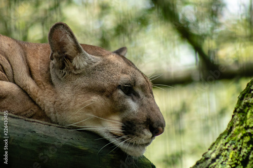 Florida panther